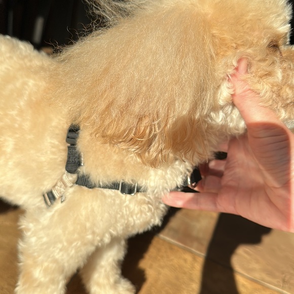 SOLD Pet Safe Easy Walk no pull Harness - Picture 4 of 4